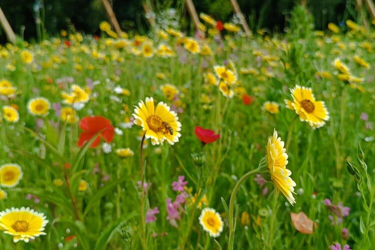 Blumenwiese im St. Augsutinusheim